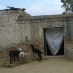 sikh gurudwara manakdy ky