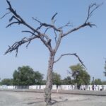 Beautiful View of Cactus Tree